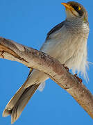 Yellow-throated Miner