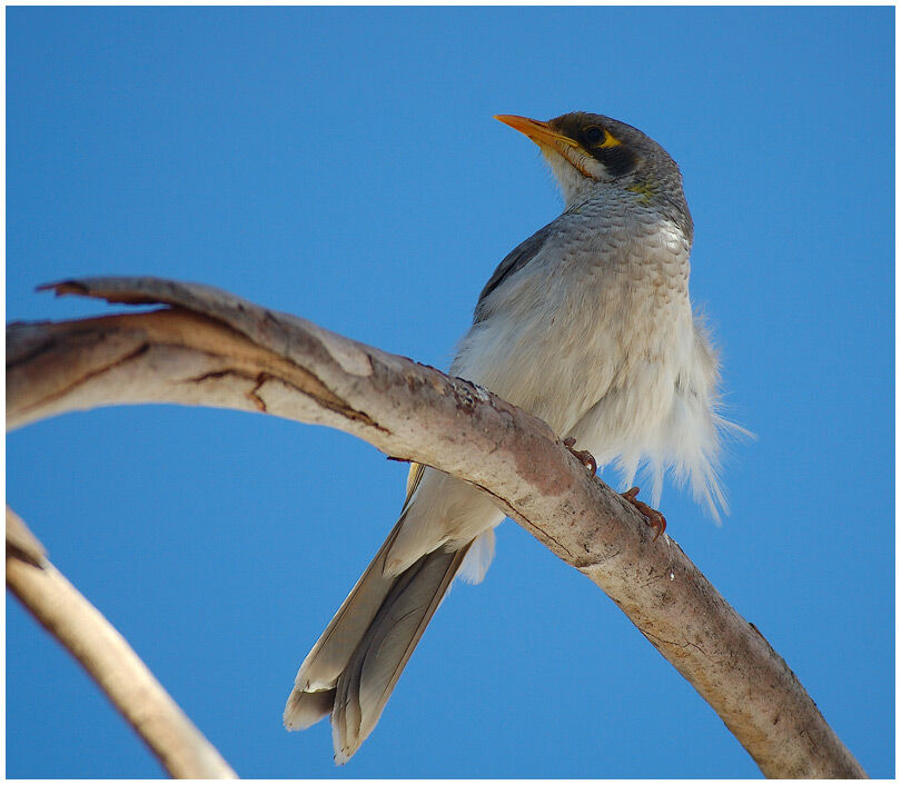 Yellow-throated Miner