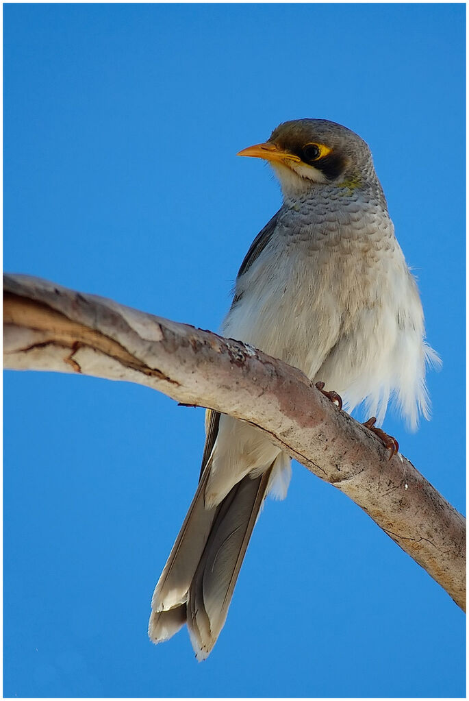 Yellow-throated Miner