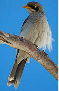 Yellow-throated Miner