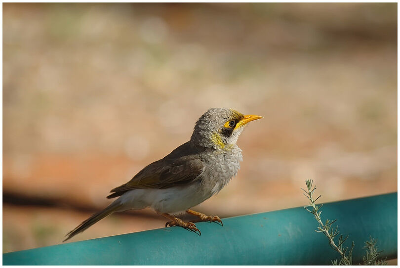 Yellow-throated Miner