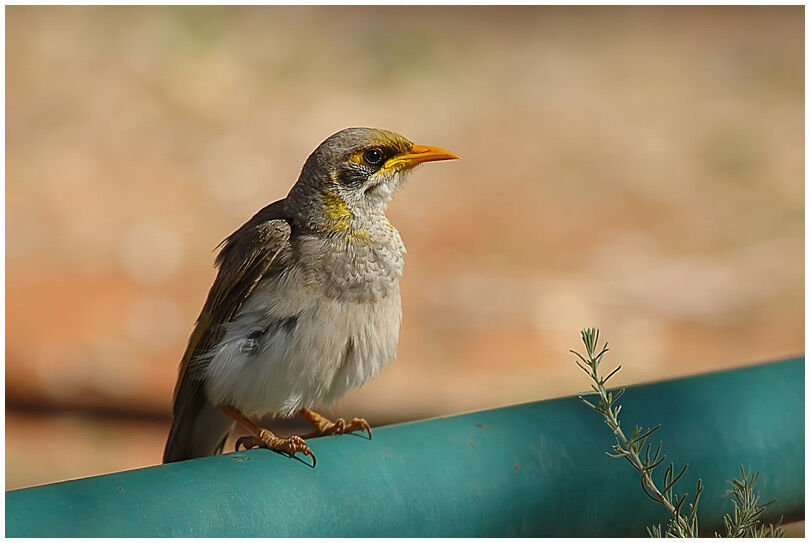 Yellow-throated Miner