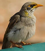 Yellow-throated Miner