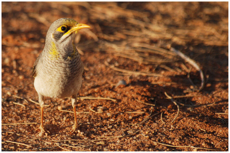 Yellow-throated Mineradult