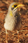 Yellow-throated Miner