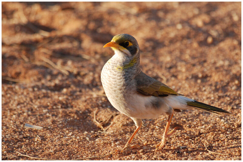 Yellow-throated Mineradult