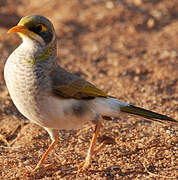 Yellow-throated Miner