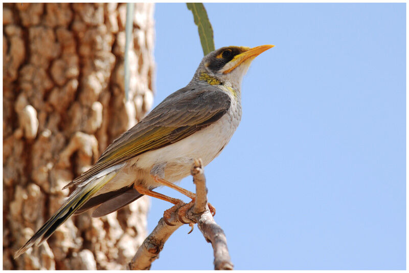 Yellow-throated Mineradult