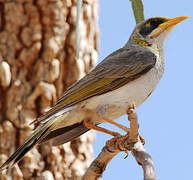 Yellow-throated Miner