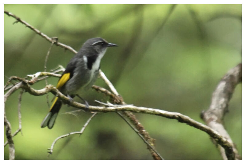 Crescent Honeyeateradult