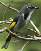 Crescent Honeyeater