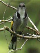 Crescent Honeyeater