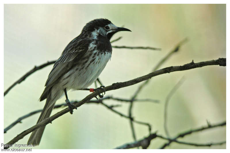 White-fronted Honeyeateradult