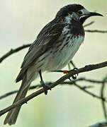 White-fronted Honeyeater