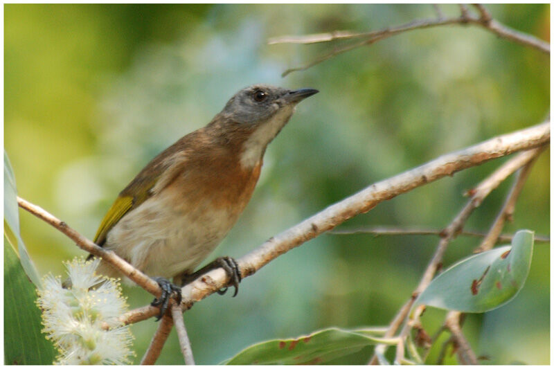 Rufous-banded Honeyeateradult