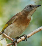 Rufous-banded Honeyeater