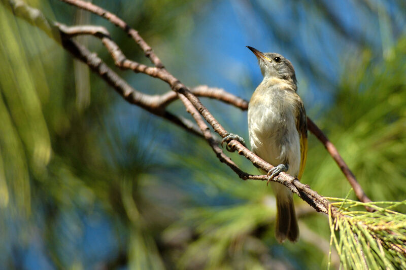 Rufous-banded Honeyeaterimmature