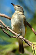 Rufous-banded Honeyeater