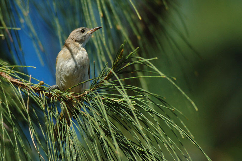 Rufous-banded Honeyeaterimmature