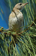 Rufous-banded Honeyeater