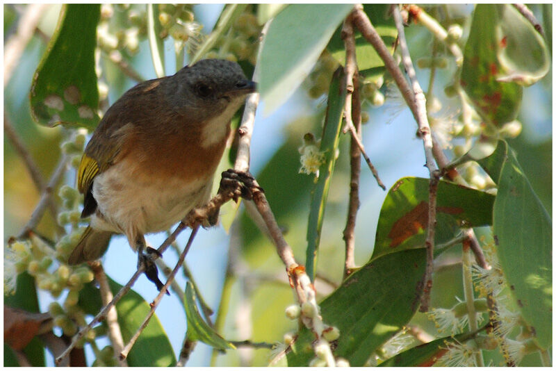 Rufous-banded Honeyeateradult