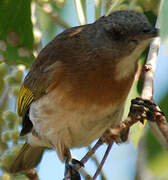 Rufous-banded Honeyeater