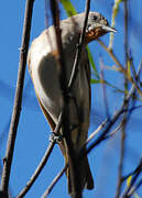 Rufous-throated Honeyeater