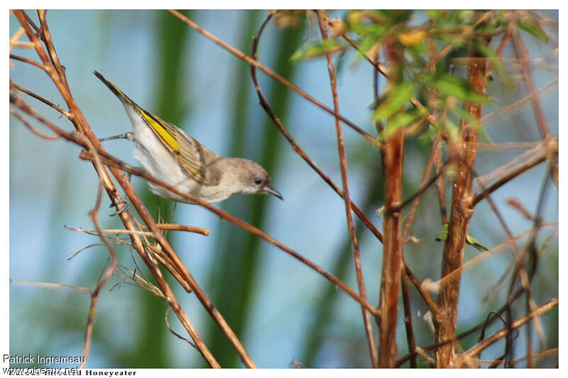 Rufous-throated Honeyeaterjuvenile