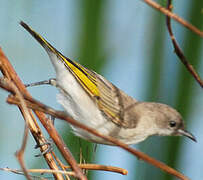 Rufous-throated Honeyeater