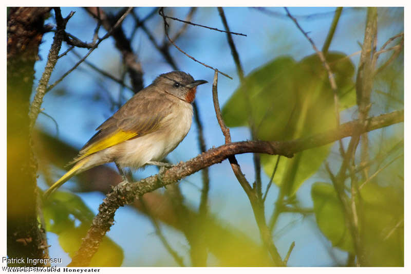 Rufous-throated Honeyeateradult