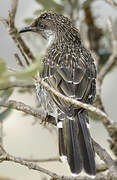 Little Wattlebird