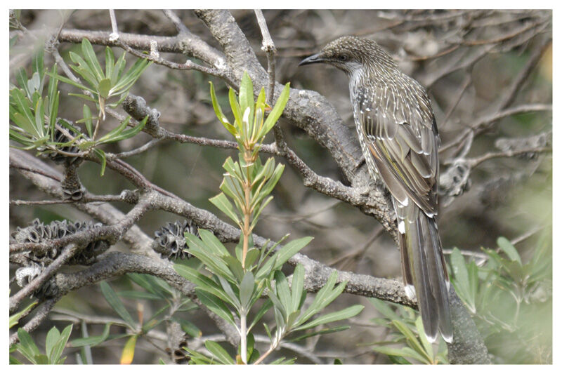 Little Wattlebirdadult