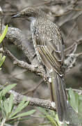 Little Wattlebird