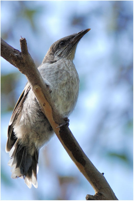 Little Wattlebirdjuvenile