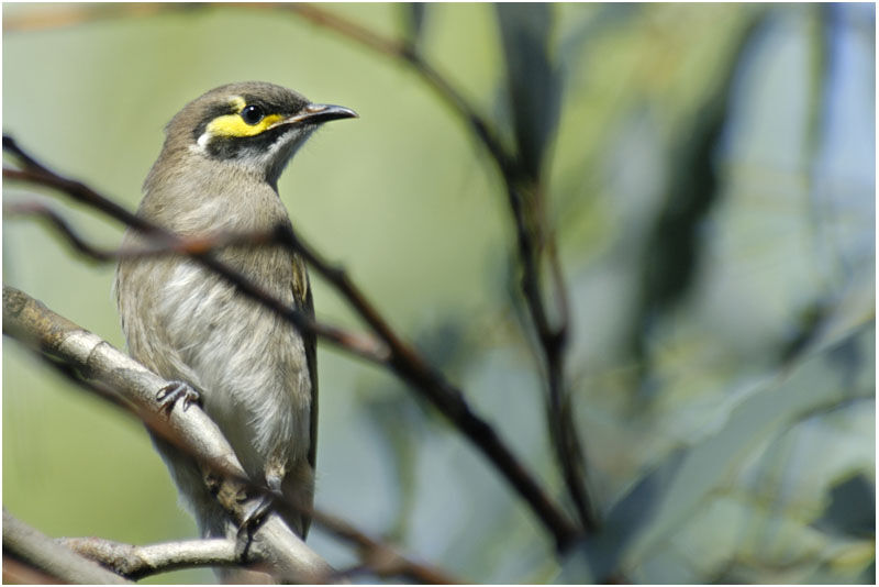 Yellow-faced Honeyeater