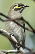 Yellow-faced Honeyeater