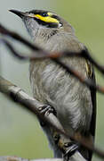 Yellow-faced Honeyeater