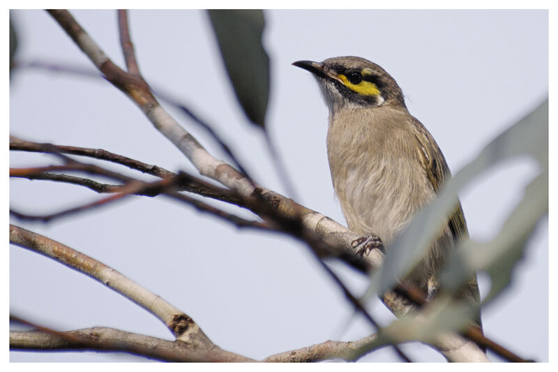 Yellow-faced Honeyeateradult