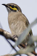 Yellow-faced Honeyeater