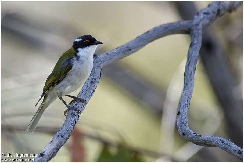 White-naped Honeyeateradult, identification