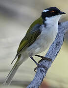 White-naped Honeyeater