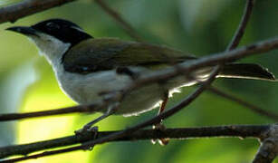 White-throated Honeyeater