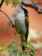 White-throated Honeyeater