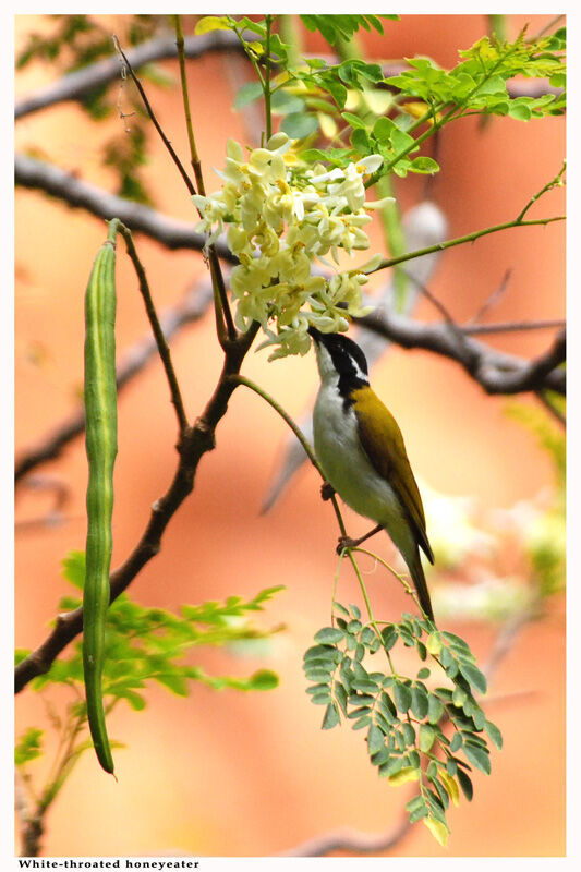 White-throated Honeyeateradult