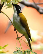 White-throated Honeyeater