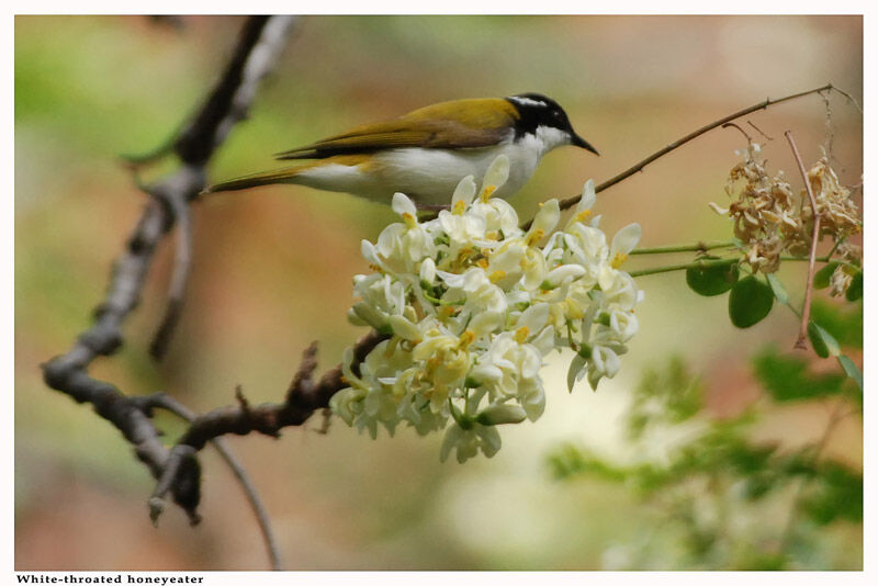 White-throated Honeyeater