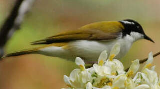 White-throated Honeyeater