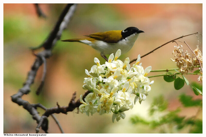 White-throated Honeyeateradult