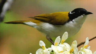 White-throated Honeyeater