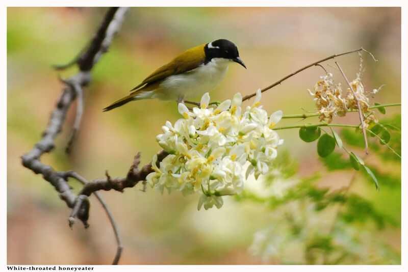 White-throated Honeyeater